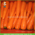 Китайский поставщик и экспортер свежей моркови S размер: 70-150г
